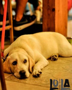 Restoran i apartmani Beograd